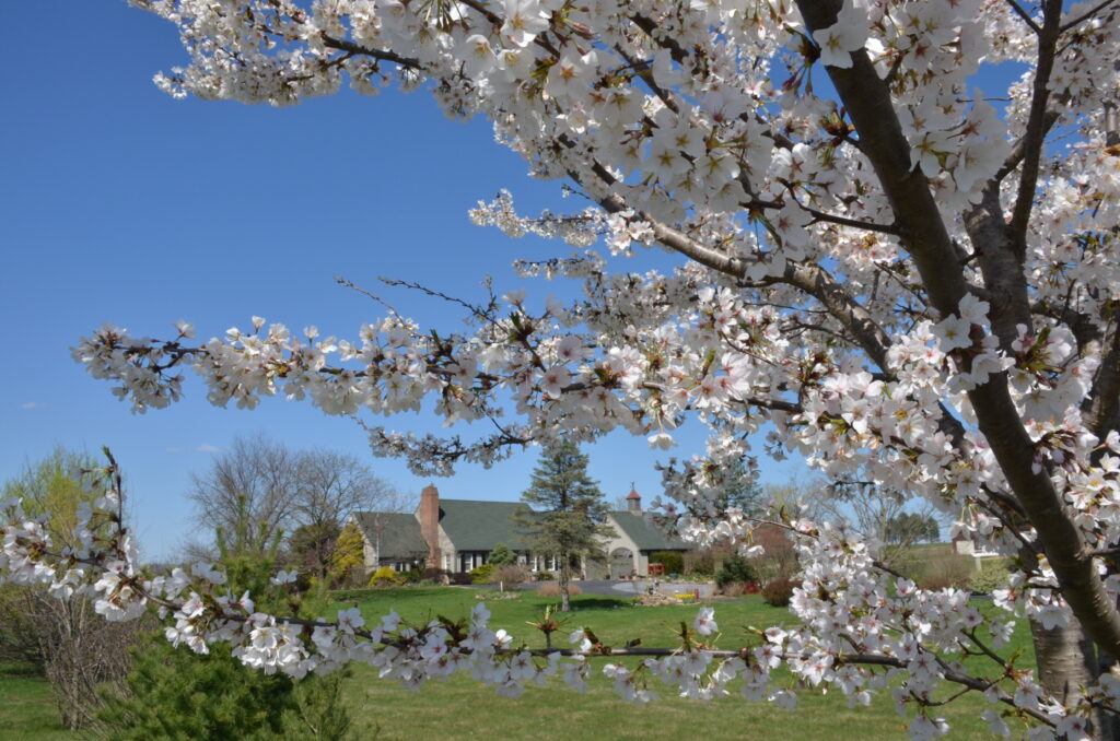 Sweeping view of the beautiful Annville Inn Bed & Breakfast with fresh cherry blooms in the foreground, an expansive lawn in the midground and in the background, the Inn itself.