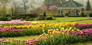 Sweeping view of public gardens planted with over 7,000 tulips in bloom.
