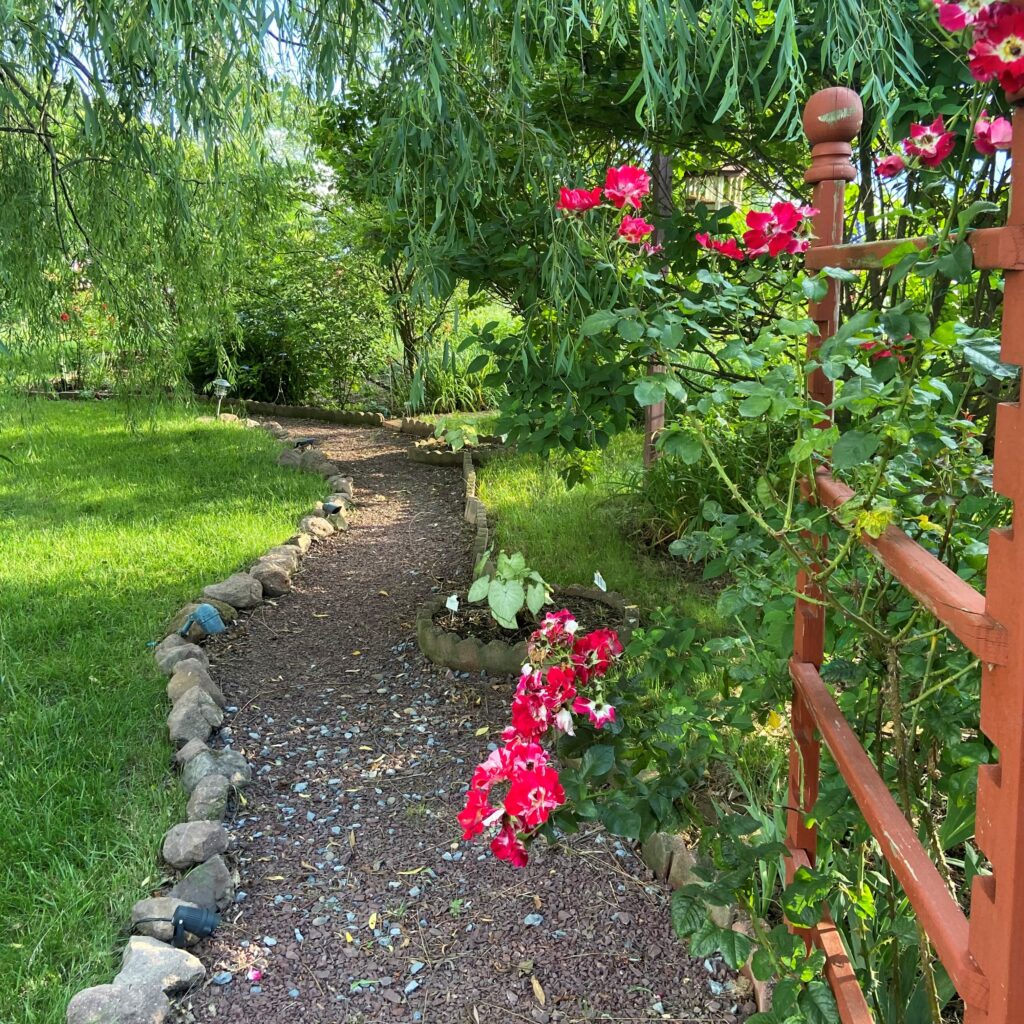 Pathway in Annville Inn Gardens, showing lawn, a path, willow trees hanging down and Rosa "Climbing Forth of July", appropriate for Independence Day Fireworks Near Hershey, Pa.