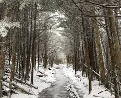 Photo of a trail in winter. Winter walkling path