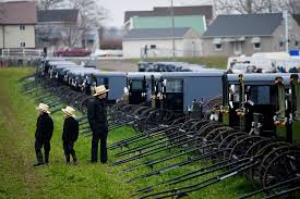 Image of a row of Amish buggies