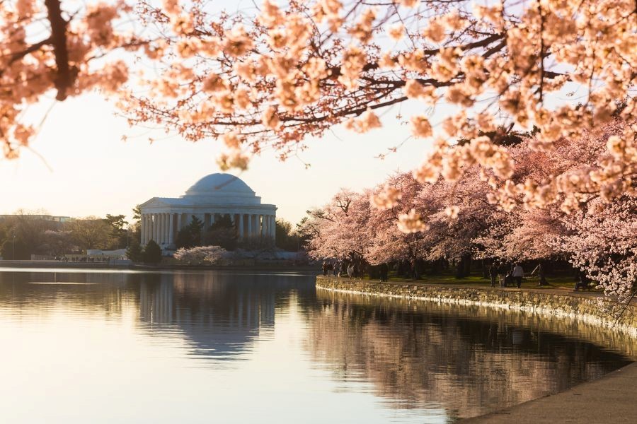 Photo of the Jefferson Memorial in Washington D.C surrounded by blooming cherry blossom trees.