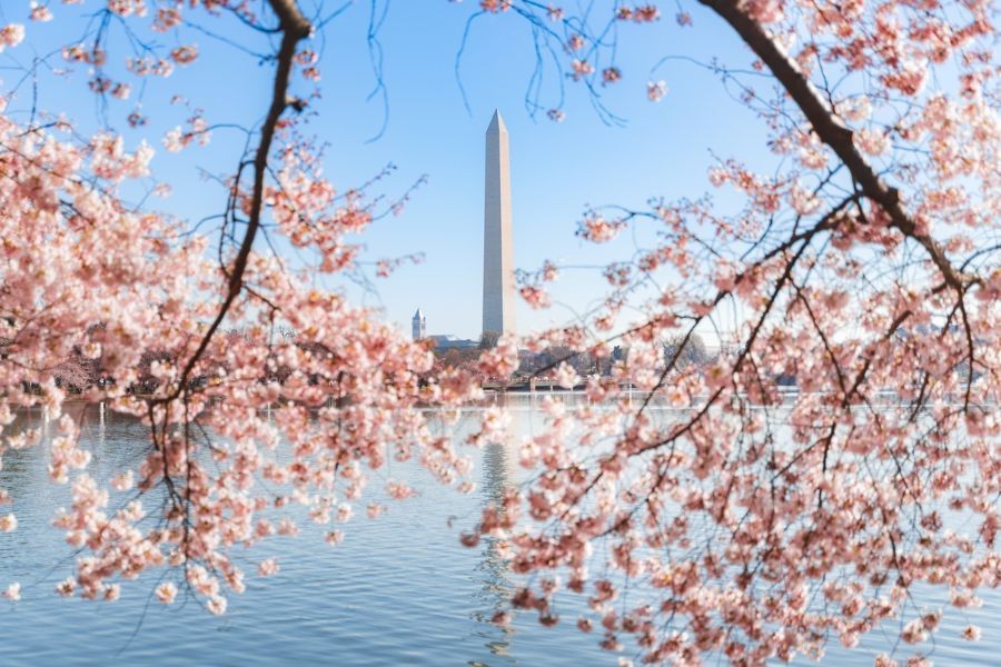 Cherry Blossoms are Announcing Spring