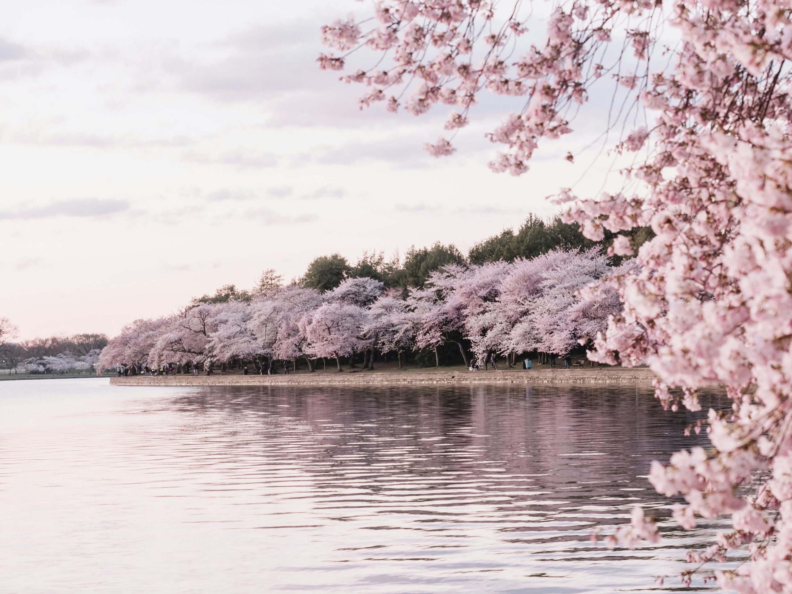 Image of blooming Cherry Blossom trees.