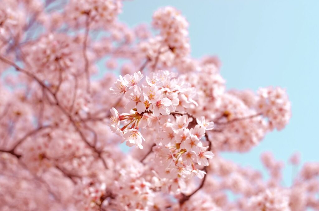 Photo of a blooming Cherry Blossom tree