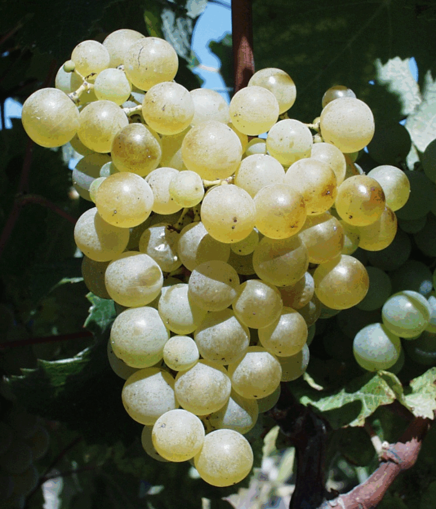 Grapes on a vine. Unique wine tasting experience at Waltz Vineyards.
