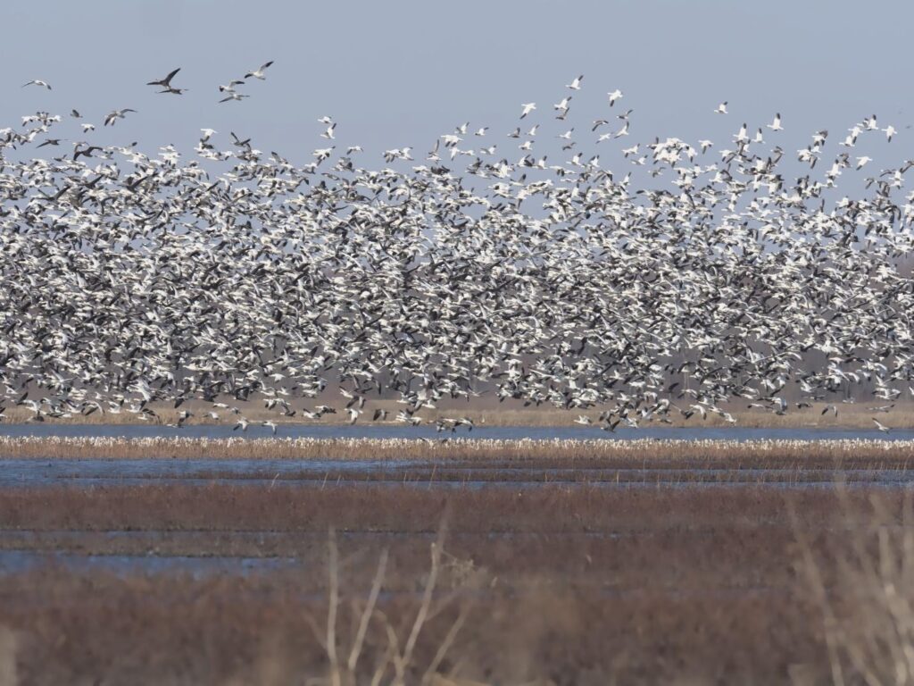 Snow Goose Migration at Middle Creek Wildlife Refuge