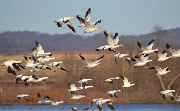 Snow Goose Migration at Middle Creek Wildlife.