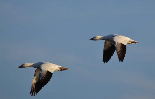 Snow Goose Migration at Middle Creek Wildlife.